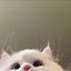 Дар&rsquo;я Котолуп